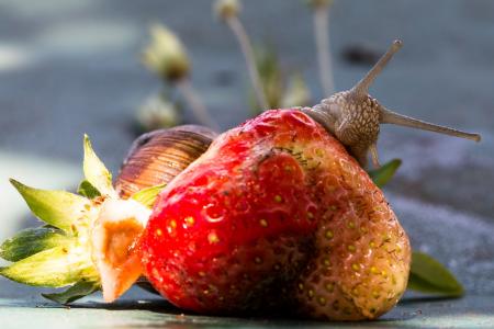 Snail on the Strawberry