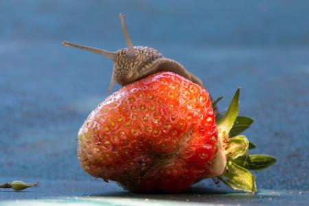 Snail on the Strawberry