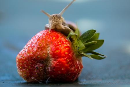 Snail on the Strawberry