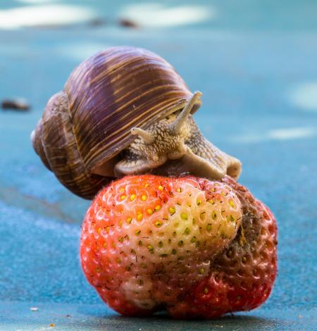 Snail on the Strawberry