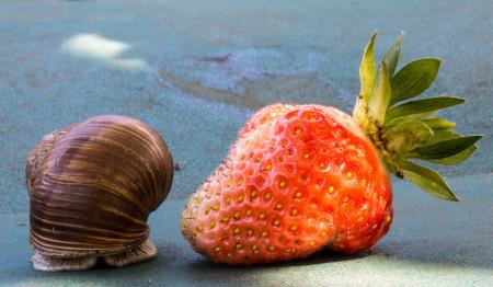 Snail on the Strawberry