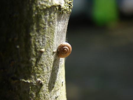 Snail on Tree