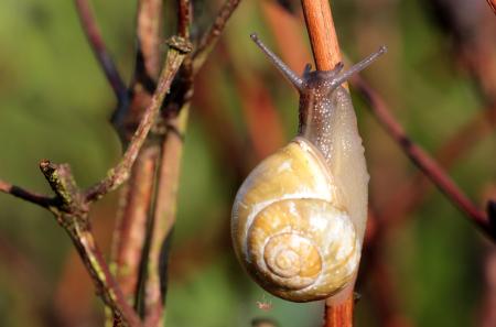 Snail Shell