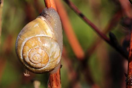 Snail Shell