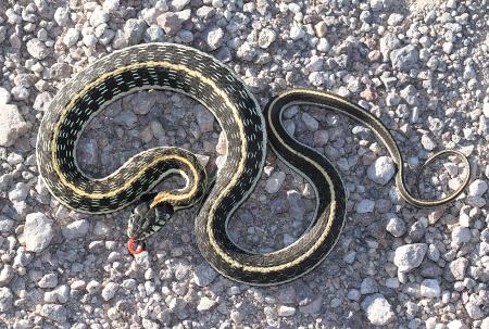 SNAKE, BLACK-NECKED GARTER (Thamnophis cyrtopsis) (9-16-12) pajarito mts, ruby road, scc, az -03