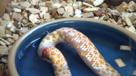 Snake eats itself