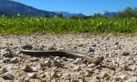 Snake in the Path