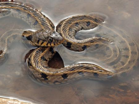 Snake in water