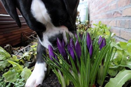 Sniffing Dog