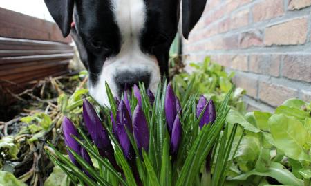 Sniffing Dog