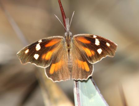 SNOUT, AMERICAN (Libytheana carinenta) (10-9-12) sawmill cyn, huachuca mts, cochise co, az -01