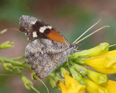 SNOUT, AMERICAN (Libytheana carinenta) (9-6-11) 78 circulo montana, patagonia lake ranch estates, scc, az -02