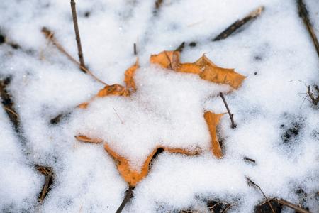 Snow and leaf