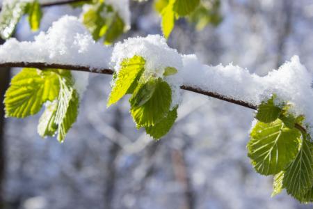 Snow Capped Leaves on Branch at Daytime