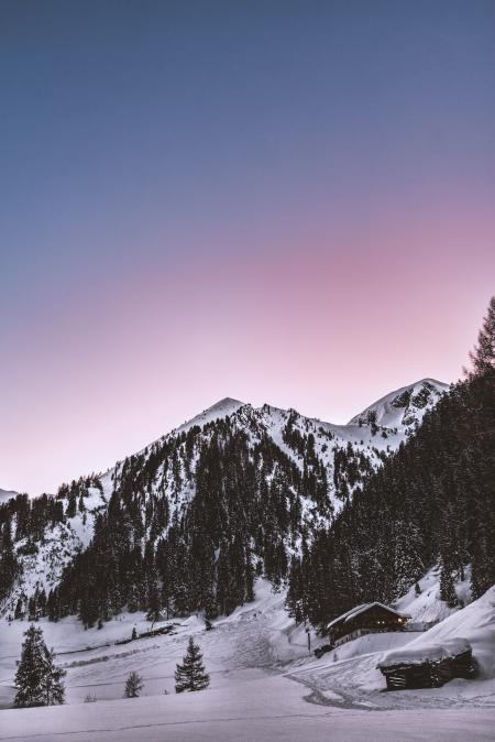 Snow Capped Mountain and Green Pine Trees