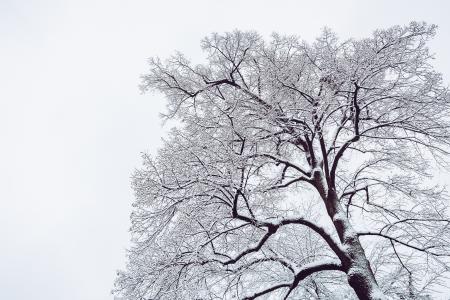 Snow Coated Tree Illustration