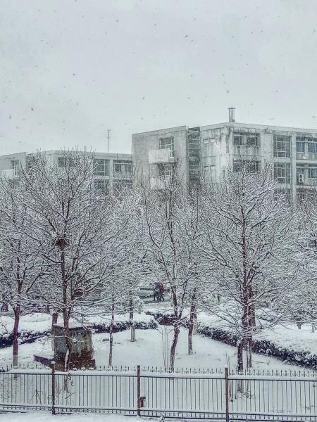 Snow Covered Bare Tree Near Buildings