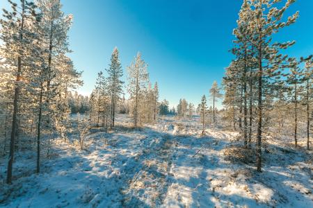 Snow Covered Field and Green Leaf Trees Under Blue Sky