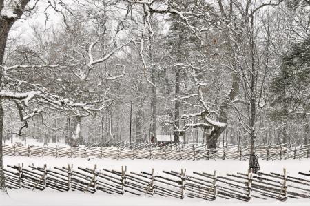 Snow Covered Forest