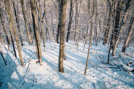 Snow Covered Forest