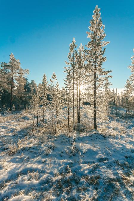 Snow Covered Forest Under Clear Blue Sky