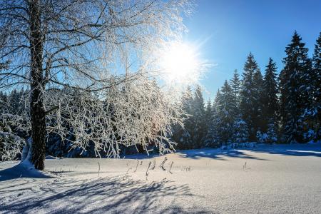 Snow Covered Pine Trees at Daytime