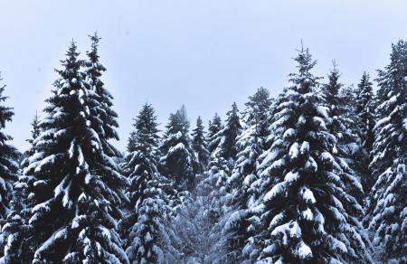 Snow Covered Pine Trees Under Cloudy Sky