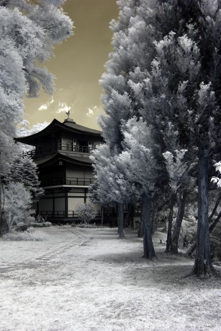 Snow Covered Trees