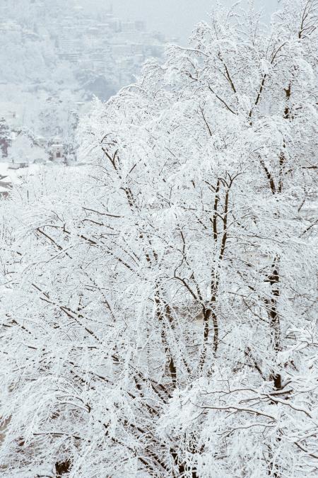 Snow Covered Trees