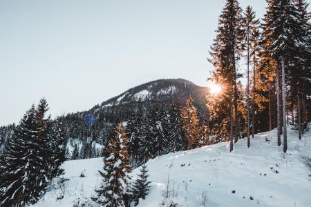 Snow Covered Trees Against Sky