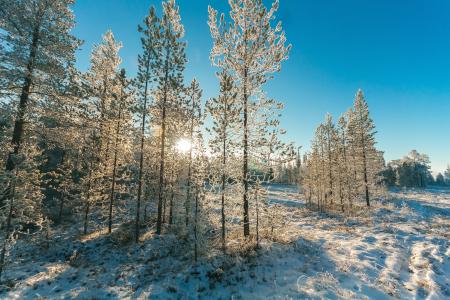 Snow Covered Trees and Mountain Slope