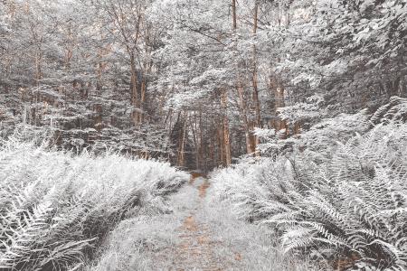 Snow Fern Trail