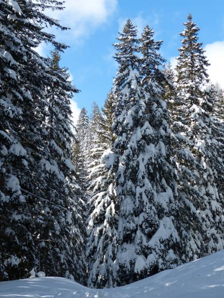 Snow Field With Green Pine Tree Under Blue Sky and White Clouds during Daytime