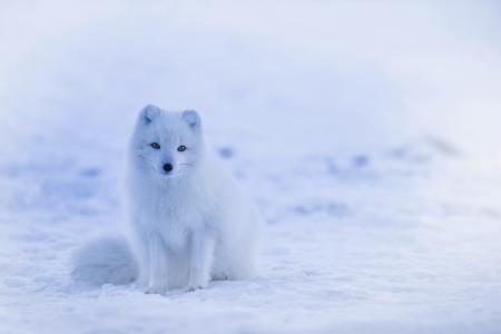 Snow Fox In Iceland