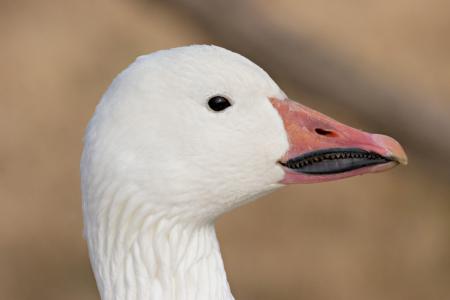 Snow Geese