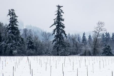 Snow in the Willamette Valley, Oregon