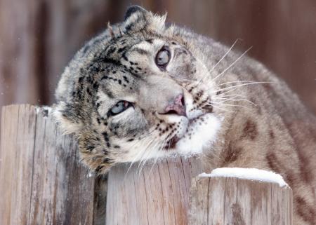 Snow Leopard