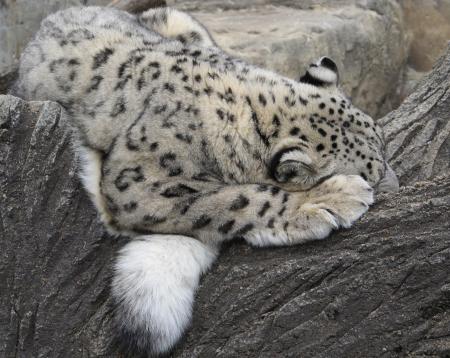 Snow leopard