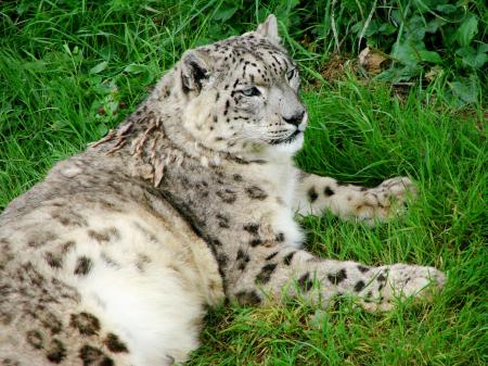 Snow Leopard