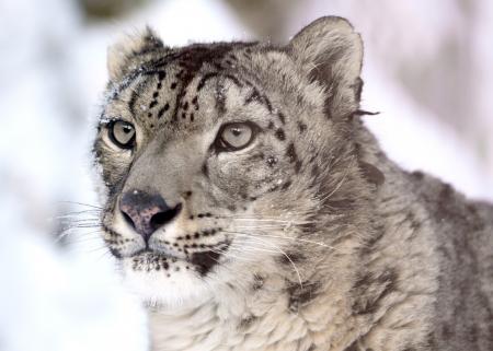 Snow Leopard