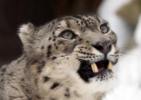 Snow Leopard