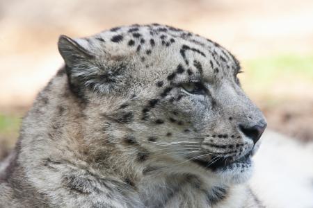 Snow Leopard Roar