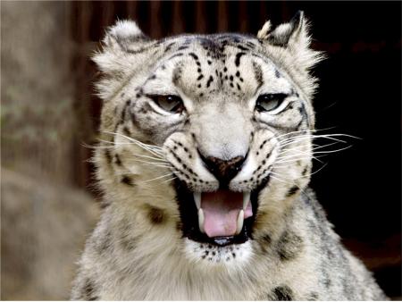 Snow Leopard Roar