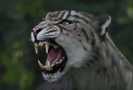 Snow Leopard Roaring