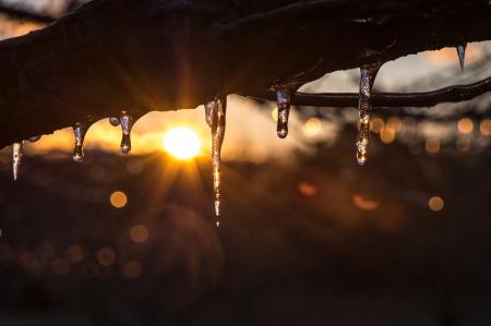 Snow Melting on Tree Branch during Sunrise