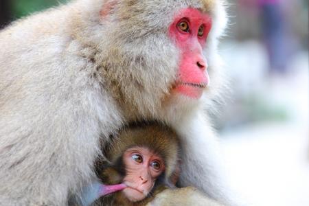 Snow Monkeys