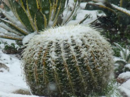 Snow on Cactus