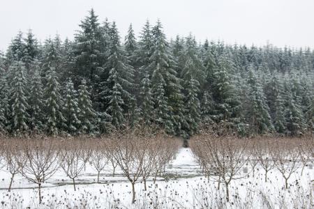 Snow on the Hazel Nut Trees, Oregon