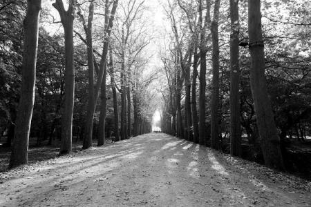 Snow Path Beside Tall Trees