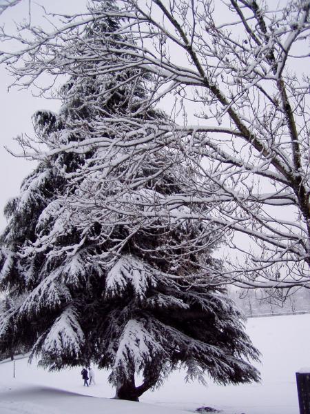 Snow tree